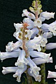 LACHENALIA RUPERT  (AFRICAN BEAUTY SERIES)