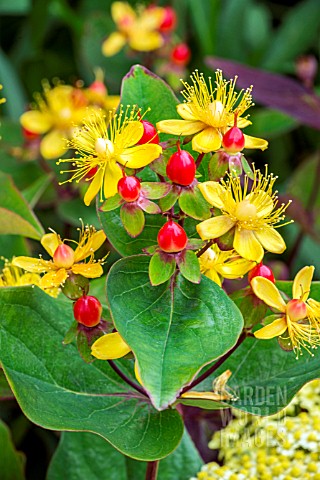 HYPERICUM_MAGICAL_RED_FLAME