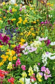 MIXED SUMMER BORDER