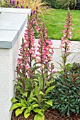 DIGITALIS ILLUMINATION PINK