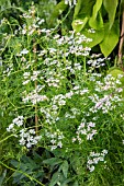 CORIANDER CONFETTI AGM