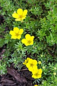 POTENTILLA FRUTICOSA CHELSEA STAR AGM