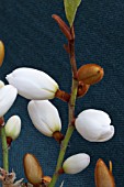 MAGNOLIA LAEVIFOLIA  (SYN MICHELIA YUNNANENSE)