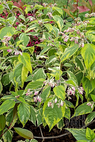 CLERODENDRUM_TRICHOTOMUM_CARNIVAL_AGM