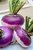 TURNIP MILAN PURPLE TOP