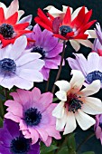 ANEMONE PAVONINA MIXED