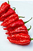 CHILLI PEPPER DORSET NAGA