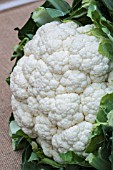 CAULIFLOWER AVISO