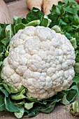 CAULIFLOWER CORNEL