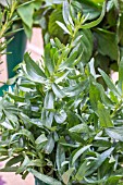 FRENCH TARRAGON  (ARTEMESIA DRACUNCULUS SATIVA)