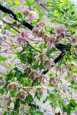CLEMATIS_FRECKLES