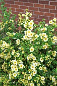 POTENTILLA FRUTICOSA LIMELIGHT