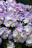 PRIMULA PINK AIRE