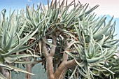 ALOE DICHOTOMA