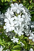 PLUMBAGO AURICULATA ALBA