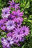 OSTEOSPRMUM ECKLONIS