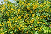 SENNA MULTIGLANDULOSA