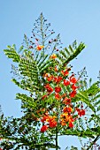 CAESALPINIA PULCHERRIMA