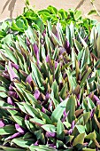 TRADESCANTIA SPATHACEA