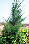 CASUARINA AUSTRALIS