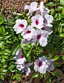 PANDOREA JASMINOIDES