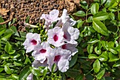 PANDOREA JASMINOIDES