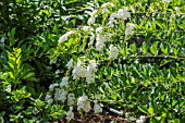 DURANTA ERECTA ALBA