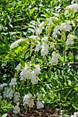 DURANTA ERECTA ALBA