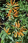 LEONOTIS MENTHIFOLIA