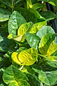 PSEUDERANTHEMUM CARRUTHERSII RETICULATUM