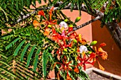 DELONIX REGIA