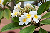 PLUMERIA RUBRA