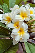 PLUMERIA RUBRA