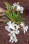 PACHYPODIUM LAMERII