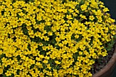 DIONYSIA ARETIOIDES AGM