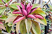 EUPHORBIA UMBELLATA RUBY