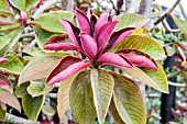 EUPHORBIA UMBELLATA RUBY