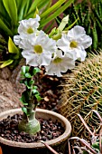 ADENIUM OBESUM ALBUM