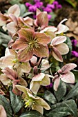 HELLEBORUS WINTER SUNSHINE