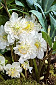 HELLEBORUS NIGER DOUBLE FLOWERED