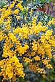 ACACIA BAILEYANA