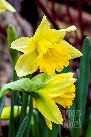 NARCISSUS_RIJNVELD_EARLY_SENSATION