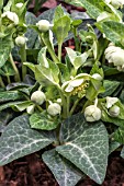 HELLEBORUS LIVIDUS WHITE MARBLE