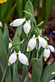 GALANTHUS ELWESII GREEN BRUSH