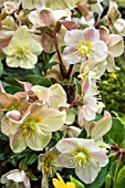 HELLEBORUS CINNAMON SNOW