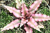 CRYPTANTHUS CORINNE