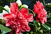 CAMELLIA JAPONICA MARK ALAN