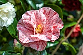 CAMELLIA JAPONICA BETTY FOY SANDERS