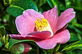 CAMELLIA JAPONICA GOLDEN SPANGLES