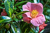 CAMELLIA JAPONICA GOLDEN SPANGLES